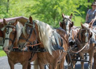 Z czym najlepiej łączyć klatkę? Z czym najlepiej łączyć klatkę?