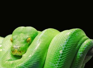 Czy Python ma przyszłość?
