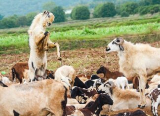 Kiedy konieczne jest sporządzenie biznesplanu?