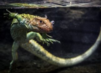 Czy Kajmany są rajem podatkowym? Czy Kajmany są rajem podatkowym?